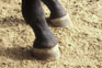 photo of a club foot on horse.